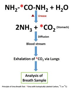 Nguyên lý định danh vi khuẩn HP bằng hơi thở C13